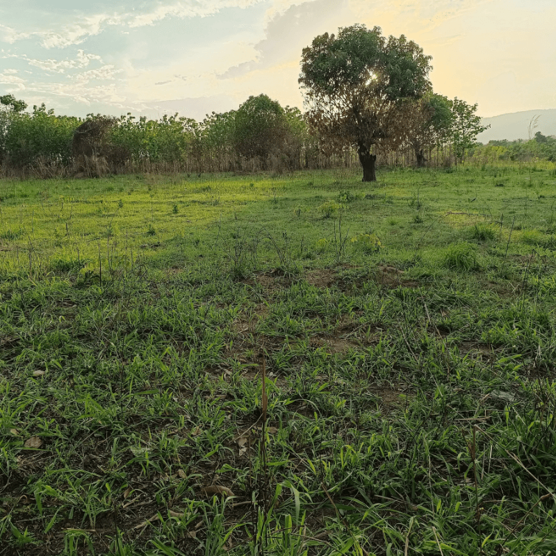 Projet de reboisement de 300 000 plants