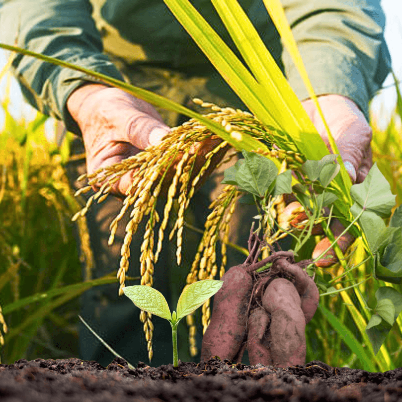 Site de production de céréales et tubercules