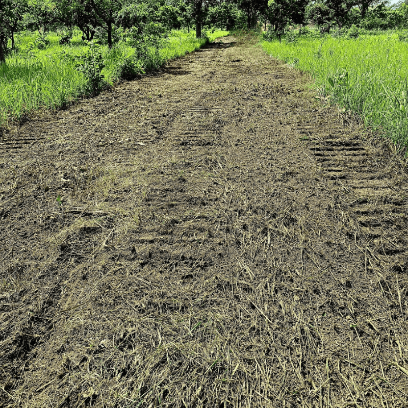 Travaux de dessouchage au bulldozer