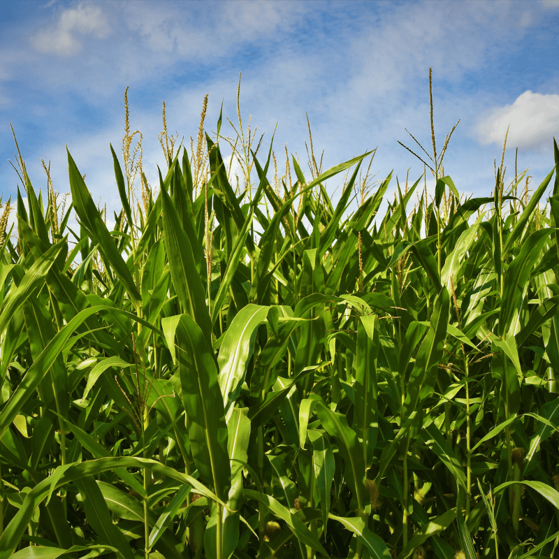 Future project for the implementation of sites for the production of certified maize and soybean seeds