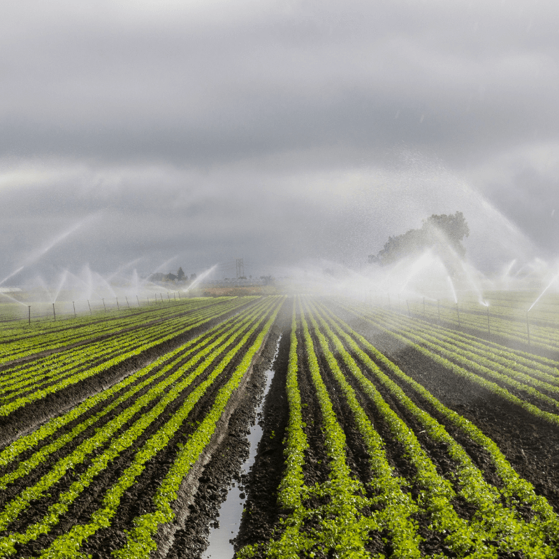 Bassins irrigués de cultures maraichers