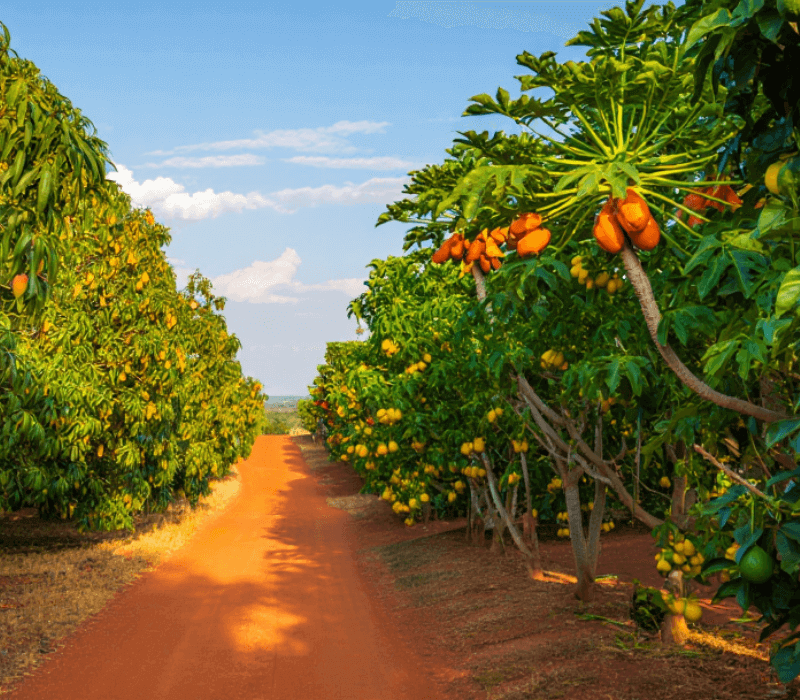 Avenue de vergers de fruitiers multivariétés