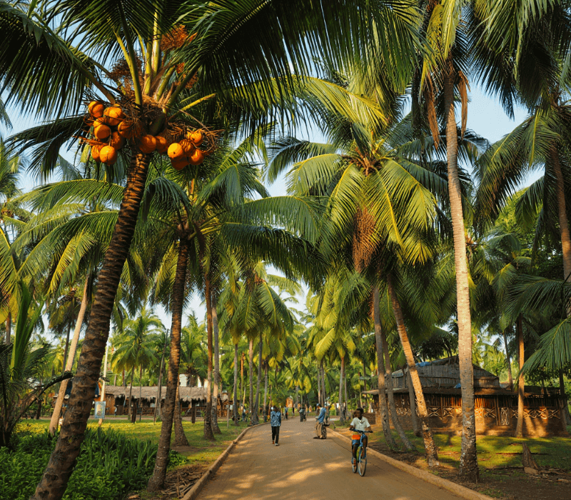 Avenue des cocotiers multivariétés