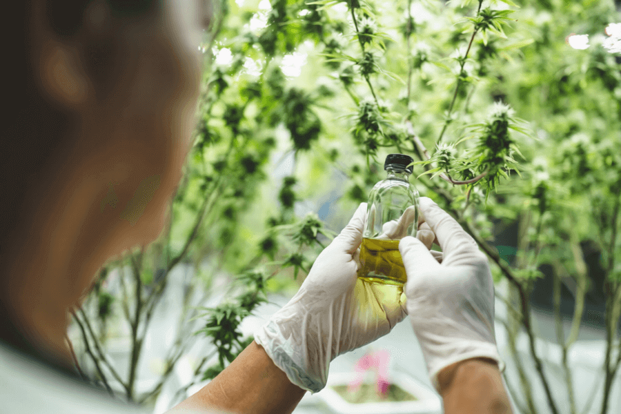 Culture d'Ingrédients Végétaux Pharmaceutiques