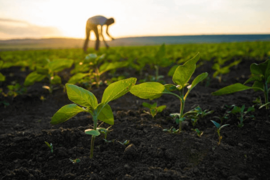 Etudes Economiques sur les produits et les Marchés Porteurs de Croissance du Secteur Agricole