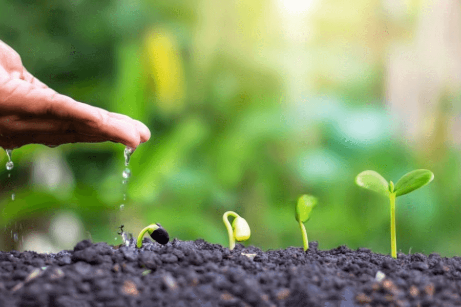 Production des Semences Certifiées